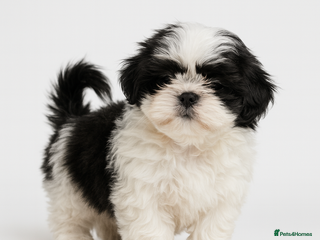 Shih Tzu dogs Shih Tzu Puppy - Advert 4
