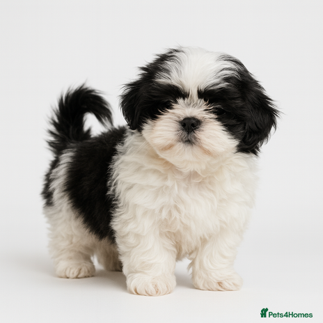 Shih Tzu dogs Shih Tzu Puppy - Advert 1