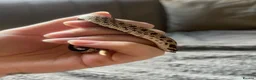 Snake reptiles for sale: REHOME - hognose snake 1 and half years old approx in Norwich - Advert 2