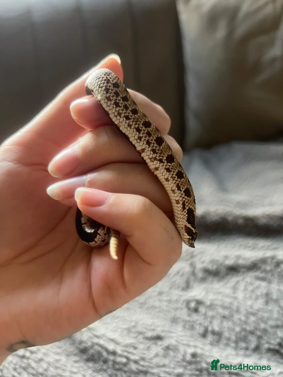 Snake reptiles for sale: REHOME - hognose snake 1 and half years old approx in Norwich - Advert 2