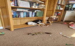 Sprocker dogs for sale: Adorable Sprocker pups - Image 15