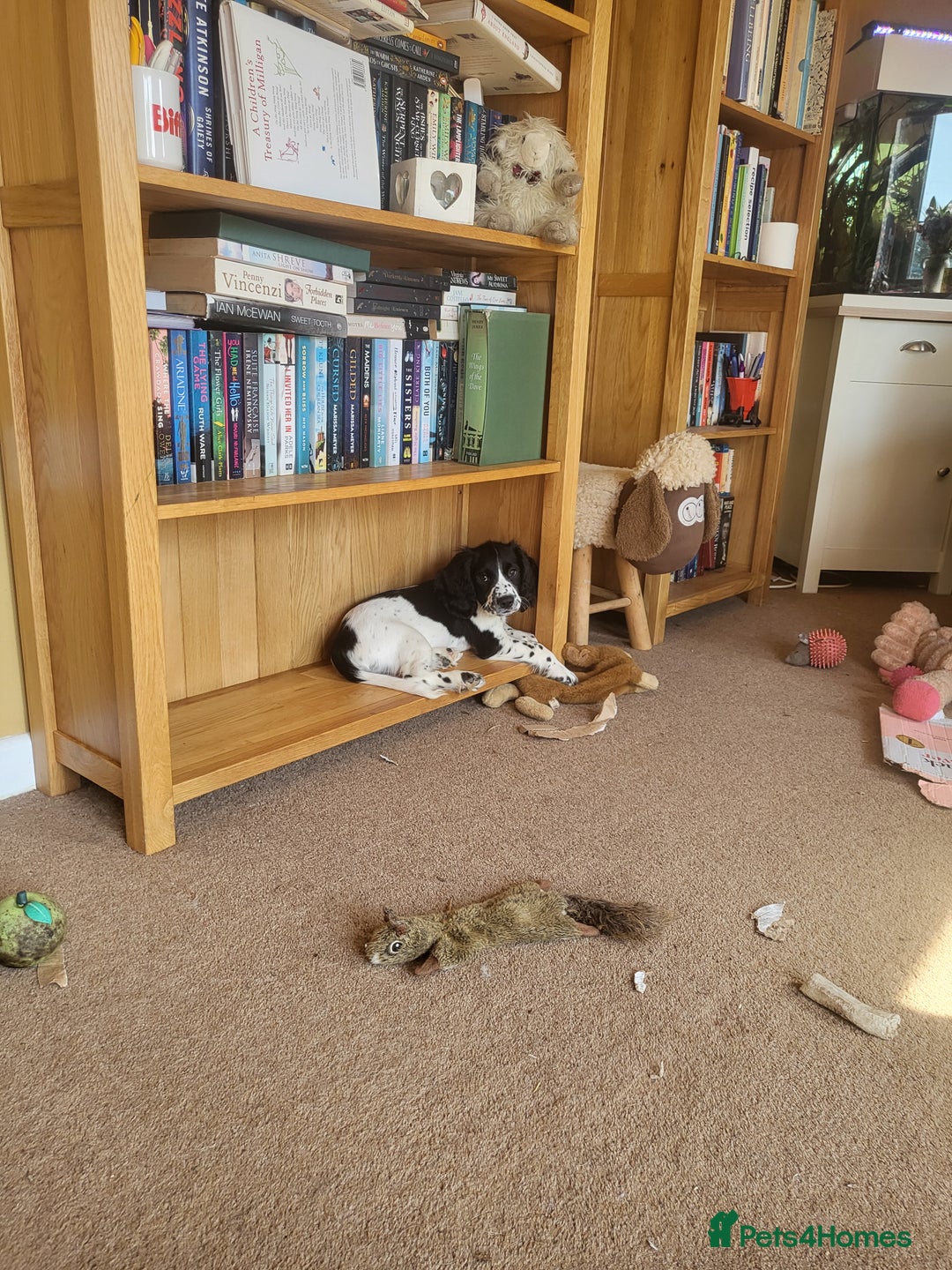 Sprocker dogs for sale: Adorable Sprocker pups - Image 15