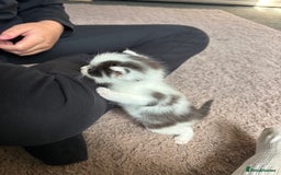 Ragdoll cats for sale: Half ragdoll male kitten 1 left  - Image 2