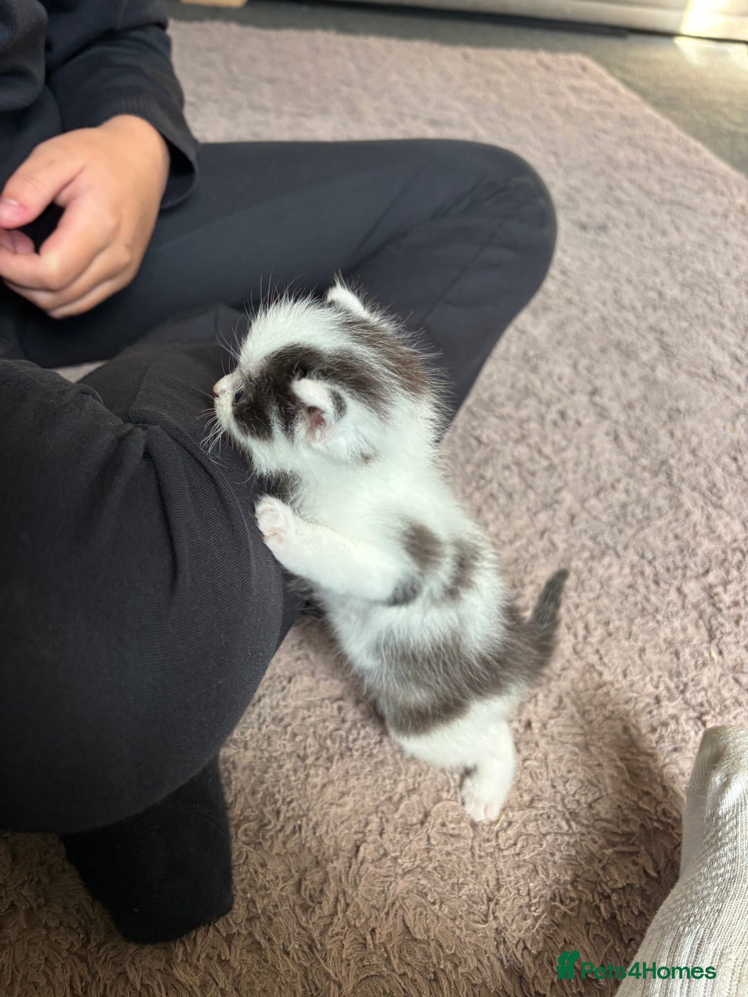 Ragdoll cats for sale: Half ragdoll male kitten 1 left  - Image 2