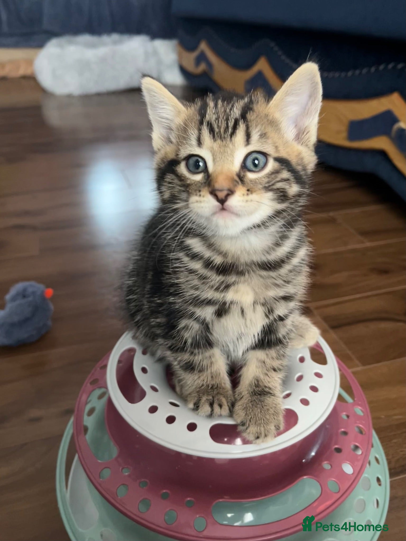 American Shorthair cats 6 Kittens - Advert 1