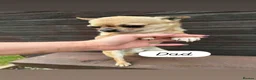 Chihuahua dogs for sale: Beautiful  **  chihuahuas in Cambridge - Advert 3