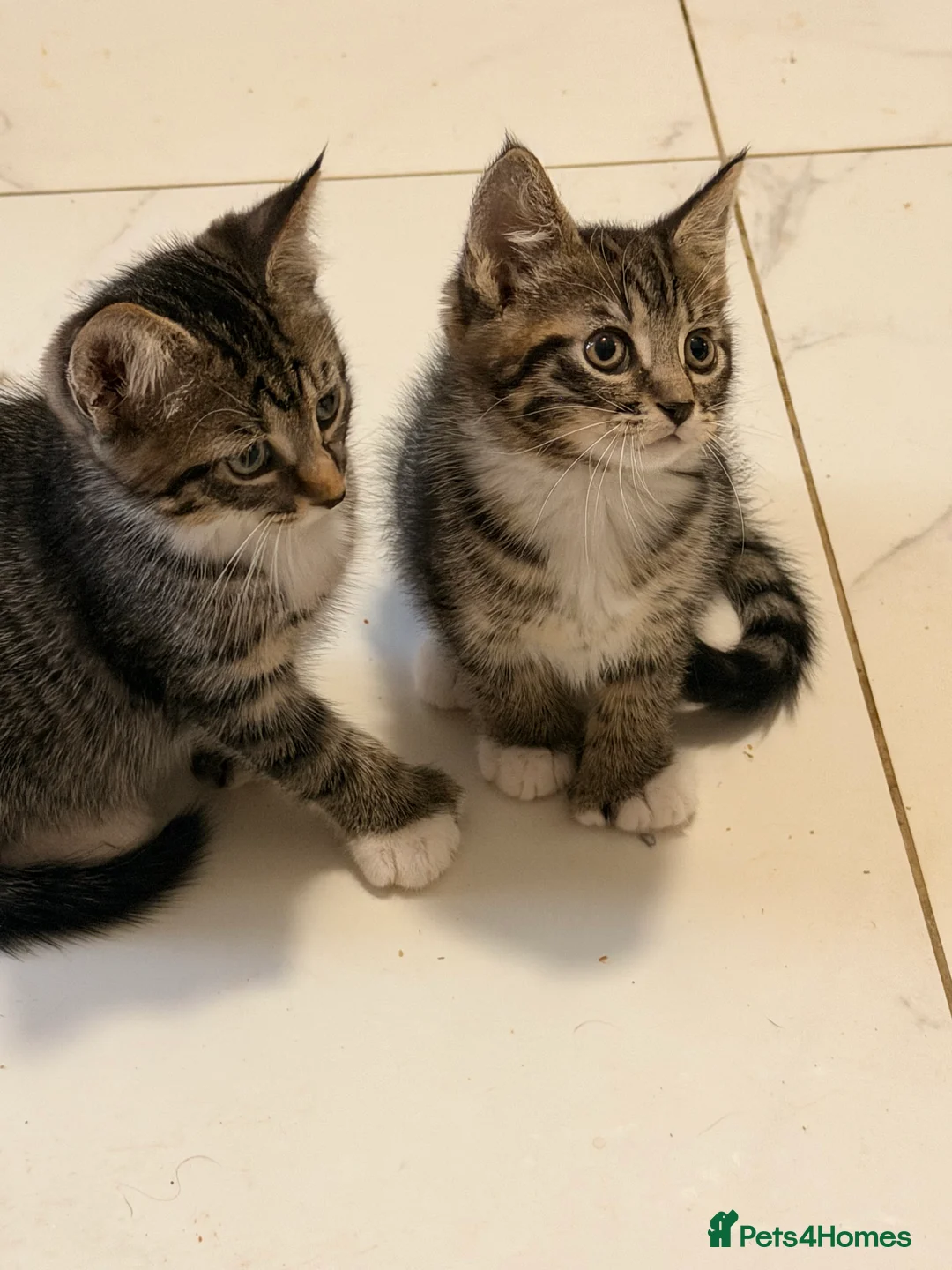 Mixed Breed cats for sale: Male Kittens for Sale-Polydactyl & Tabby  - Advert 20