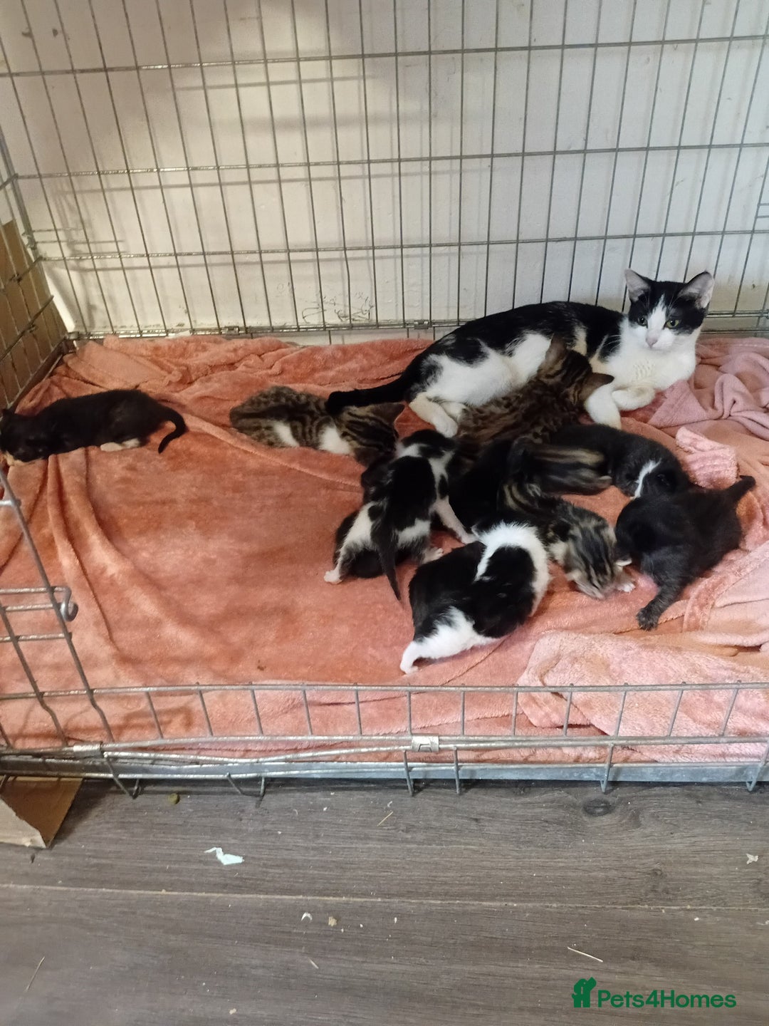 Mixed Breed cats for sale:  ****** ready to go - Image 6