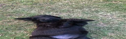 Briard dogs for sale: Briard Puppies  - Advert 5