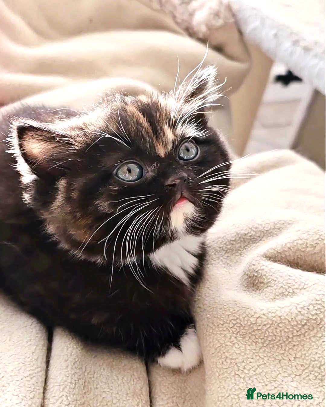 British Shorthair cats for sale: Lovely BSH/BLH Kittens Ready For New Home - Advert 26