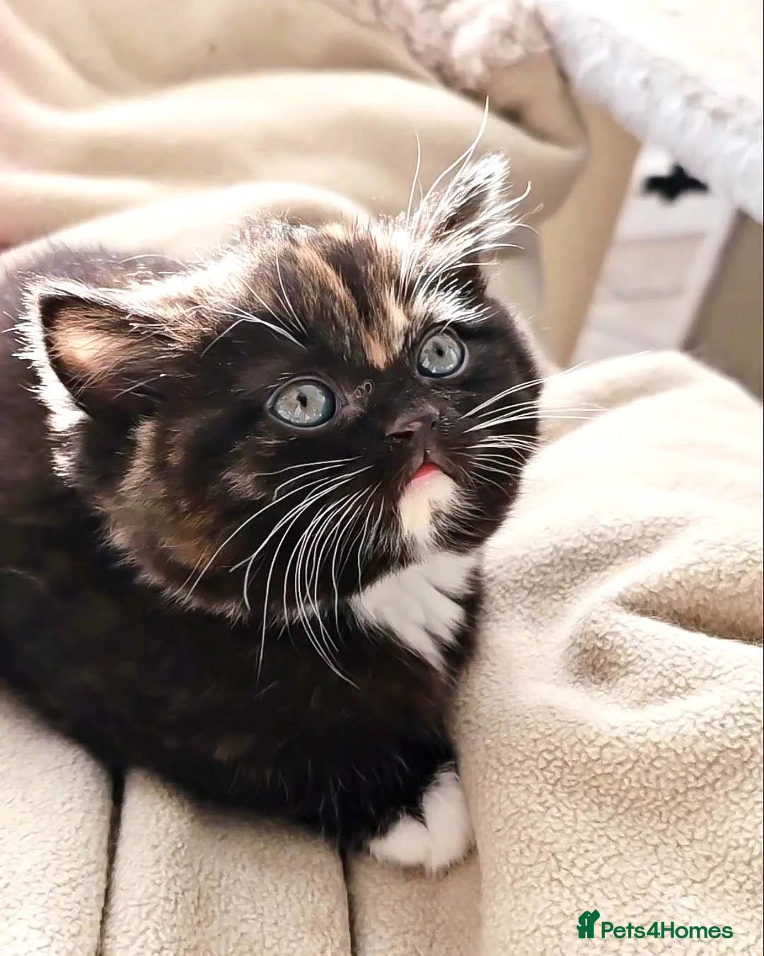 British Shorthair cats for sale: Last Available Calico Girl – Unique & Sweet Nature - Advert 4