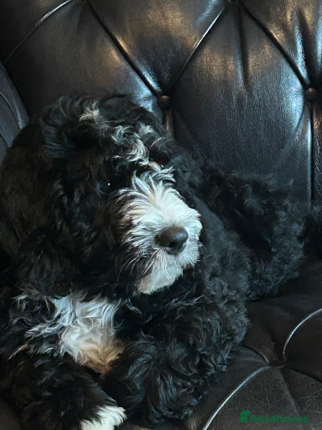 Mixed Breed dogs for sale: DOODLE PUP - Advert 12
