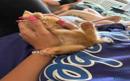 Turkish Van cats for sale: Turkish Van Mix Kittens 8 Weeks Old Ready Now! - Image 15