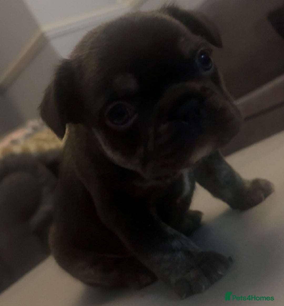 French Bulldog dogs for sale: French bulldogs reduced  ❤️  - Advert 7