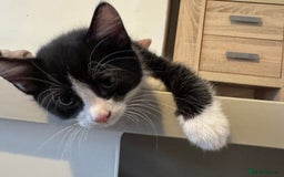British Shorthair cats for sale: 2 boys one girl for sale  - Image 16