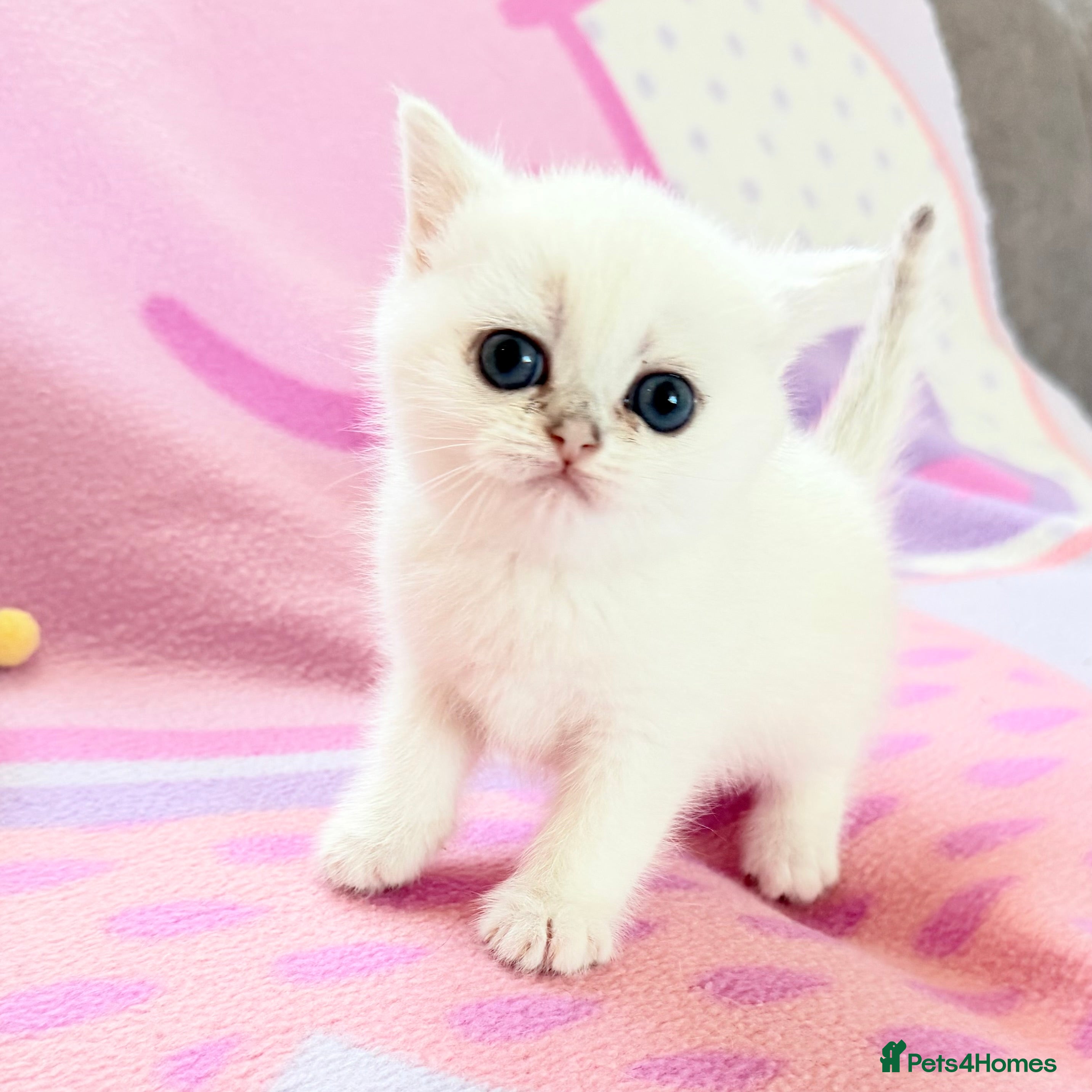 British Shorthair cats British Shorthair Chinchilla (Silver Shaded) boy  - Advert 2