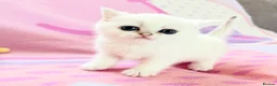 British Shorthair cats for sale: 😻TICA British Shorthair kittens 😻 - Advert 22
