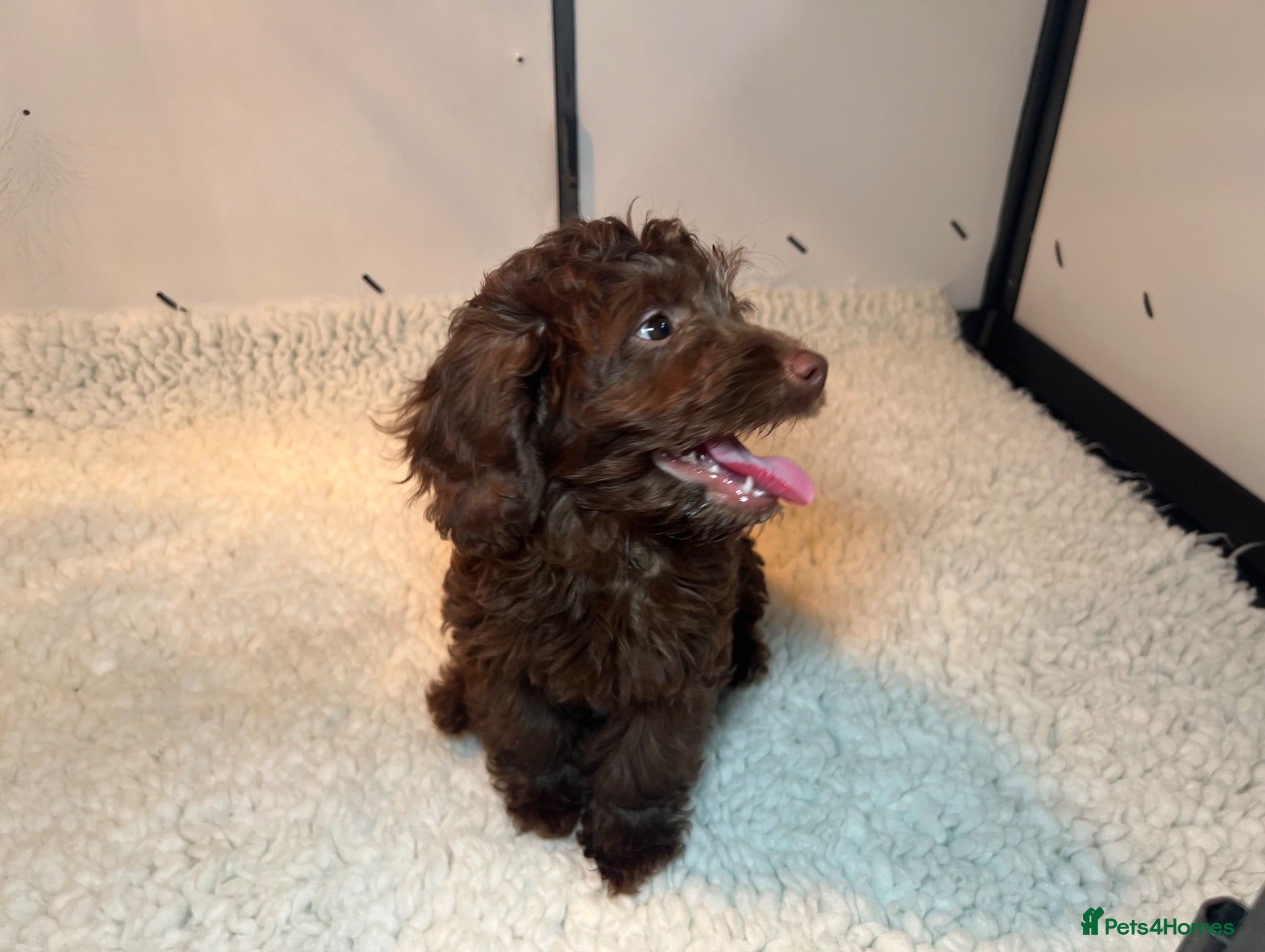 Cockapoo dogs F1 Cockapoo - Advert 1