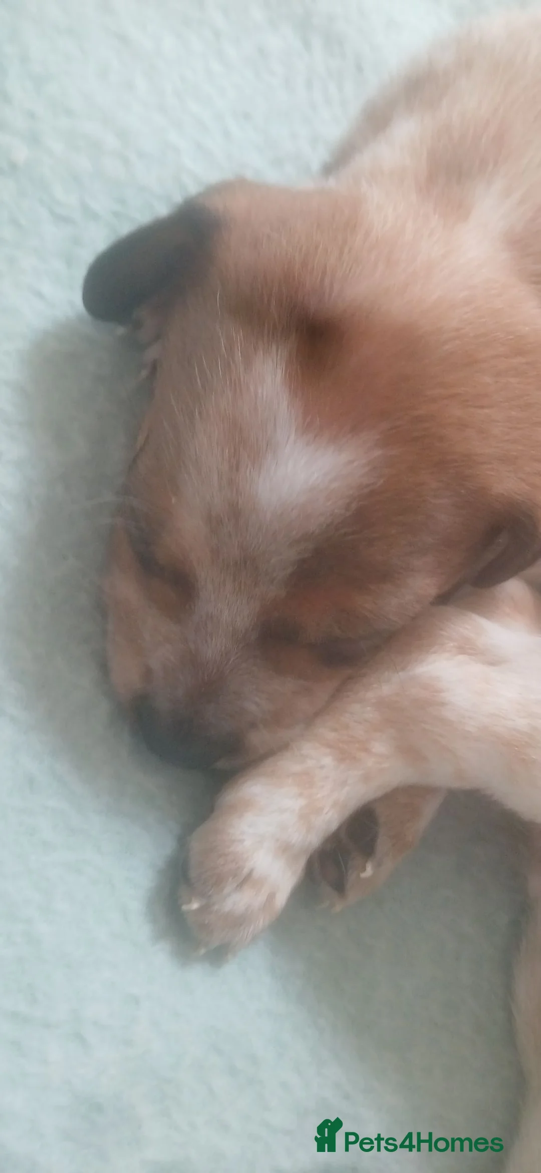 Mixed Breed dogs for sale: Cockerpoo x puppies - Advert 29