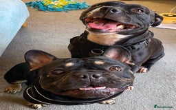 Mixed Breed dogs for sale: Frenchie cross Staffie Pups - Image 2