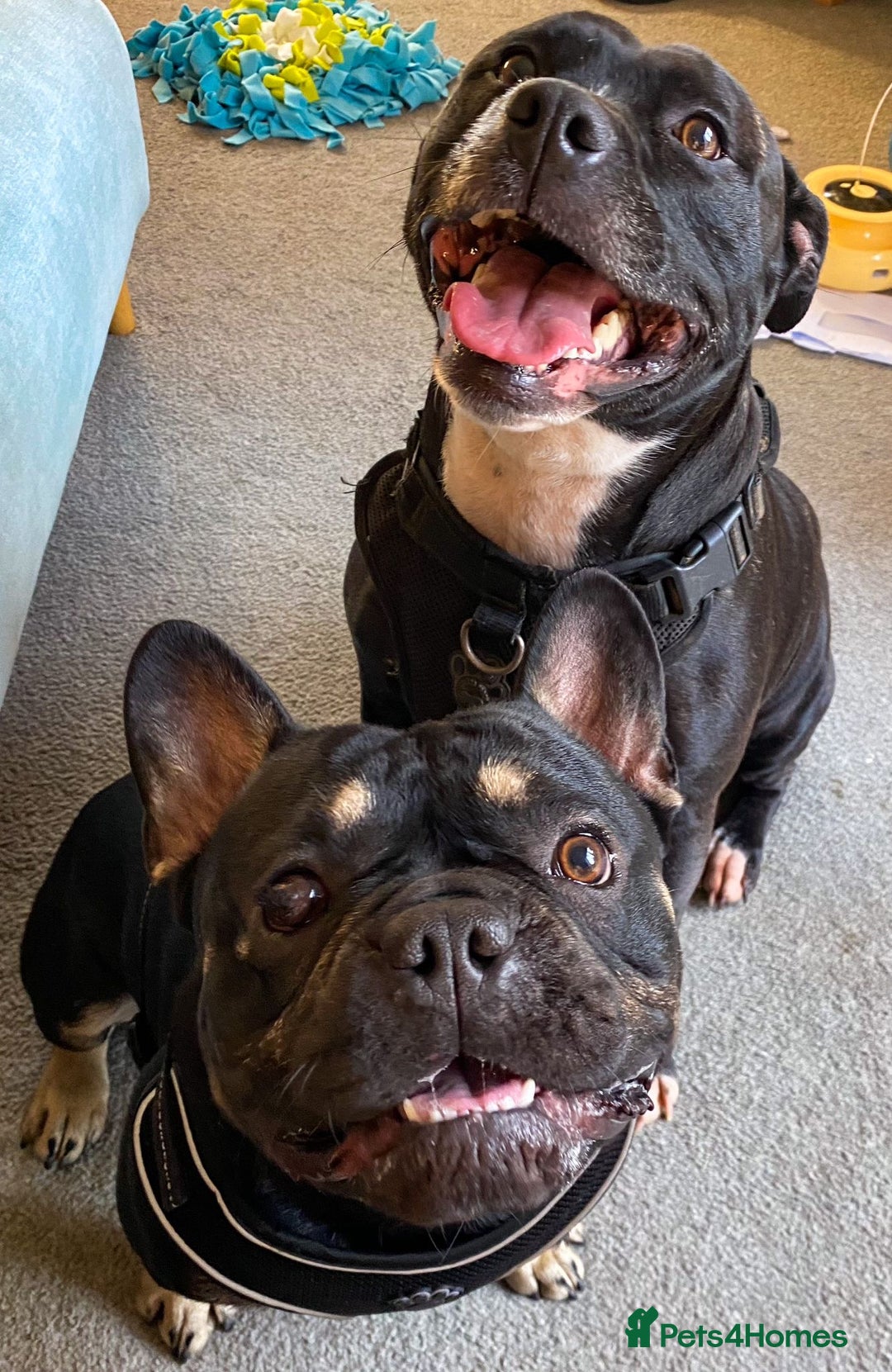 Mixed Breed dogs for sale: Frenchie cross Staffie Pups - Image 2