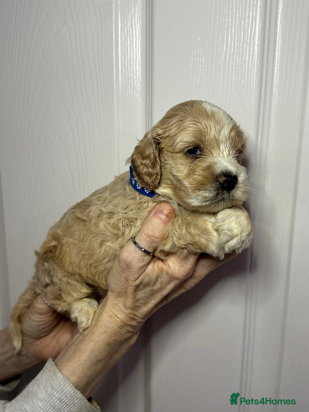 Cockapoo dogs for sale: Cockerpoo puppies  - Advert 19