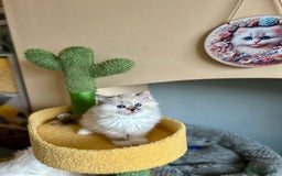 Ragdoll cats for sale: Stunning Ragdoll kitten SHOW/BREEDING -GCCF   - Image 35