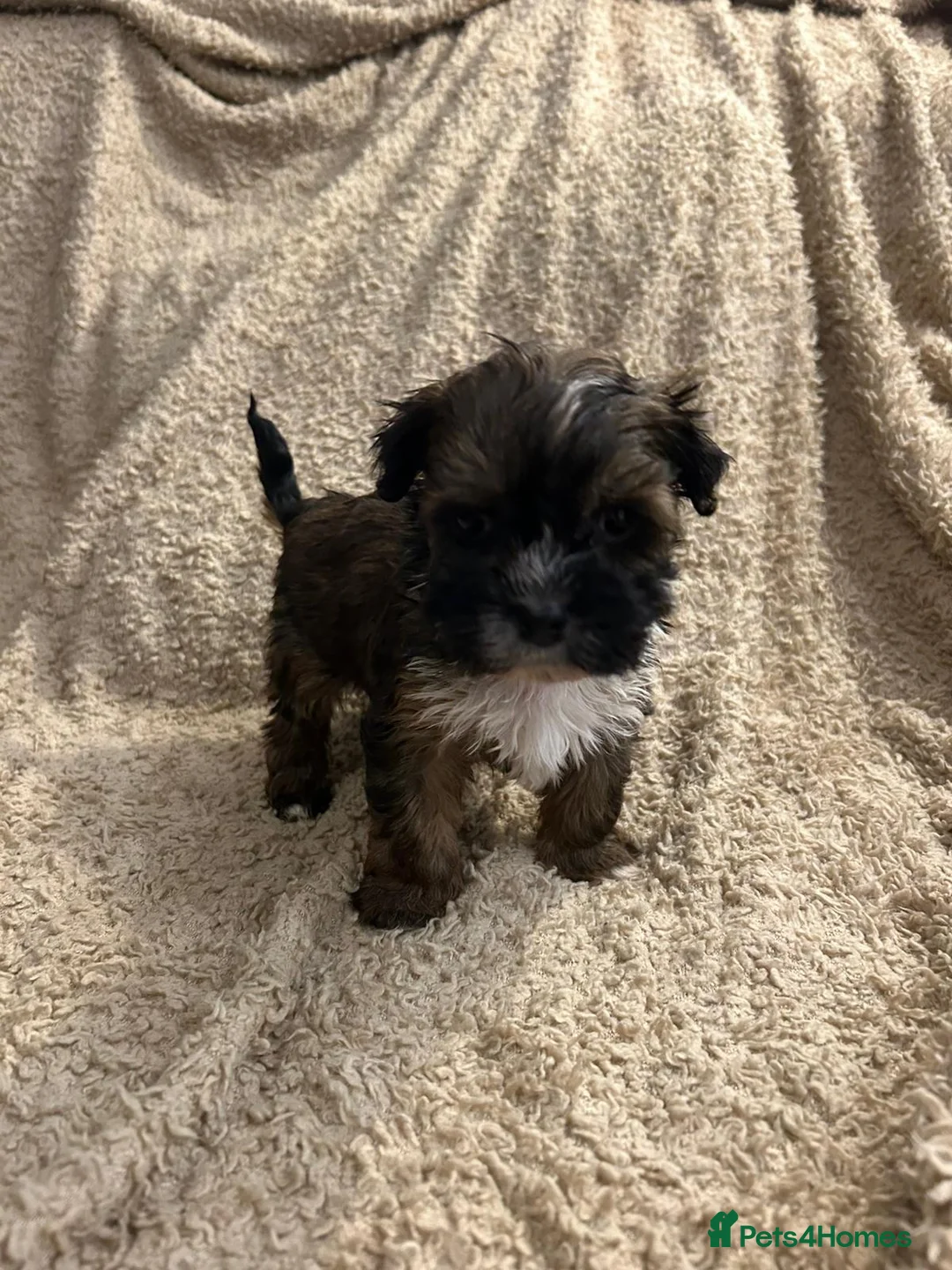 Havanese dogs for sale: Beautiful Havanese Puppies - Advert 10