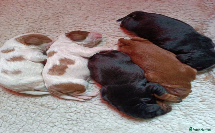 Cavalier King Charles Spaniel dogs - Advert 6