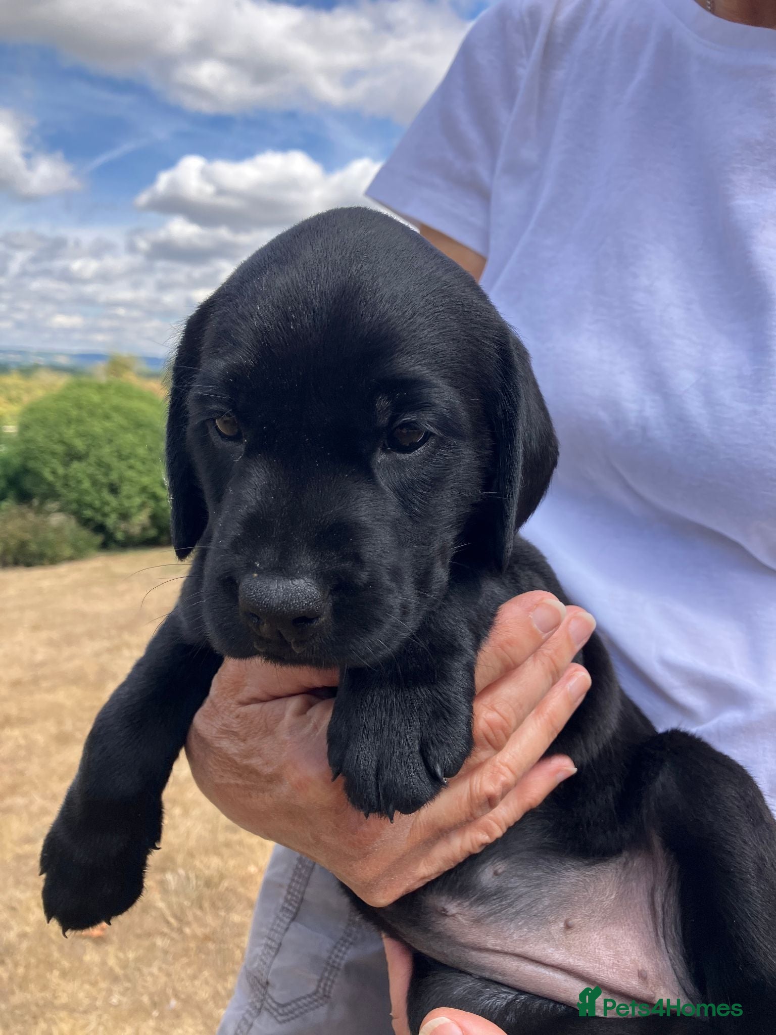 Labrador Retriever dogs Kennel Club Black Labrador Puppies - Advert 1