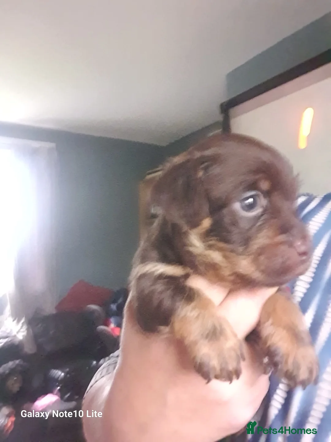Mixed Breed dogs for sale: Boodle puppies - Advert 7