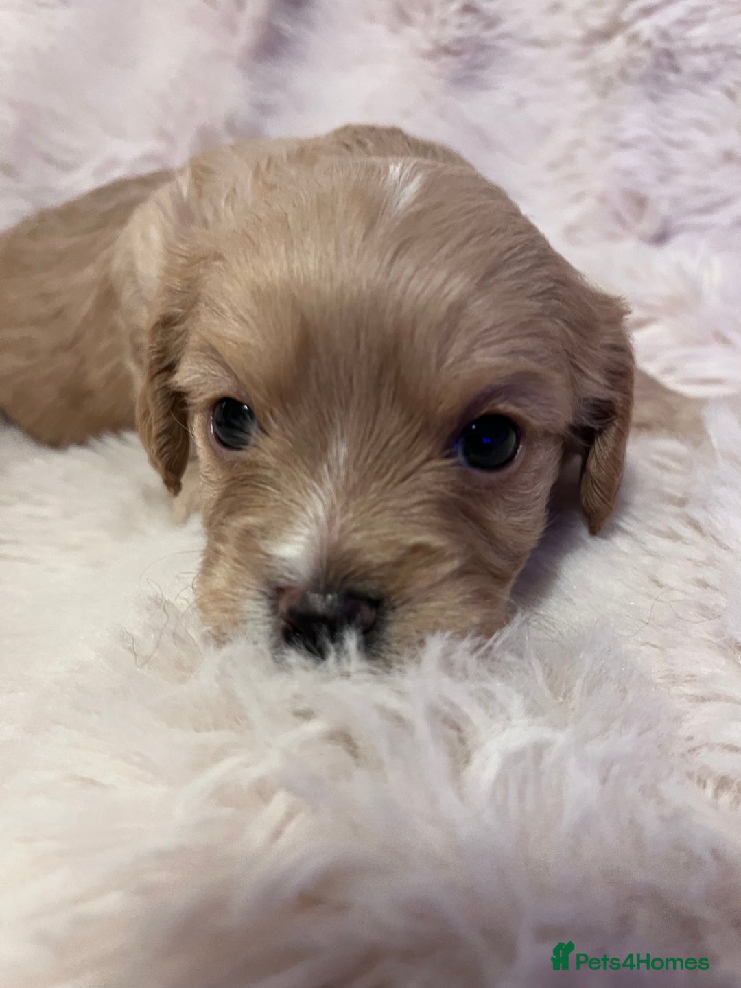 Cavapoo dogs for sale: STUNNING F1b REVERSE Cavapoos - Advert 22
