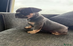 French Bulldog dogs for sale: French bulldog puppies  - Image 5
