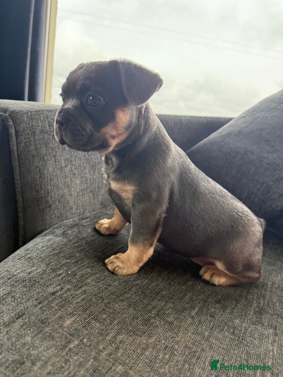 French Bulldog dogs for sale: French bulldog puppies  - Image 5