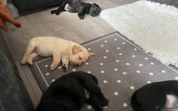 Labrador Retriever dogs for sale: 8 super Labrador pups 4 girls 4 boys**NEW PHOTOS** - Image 20