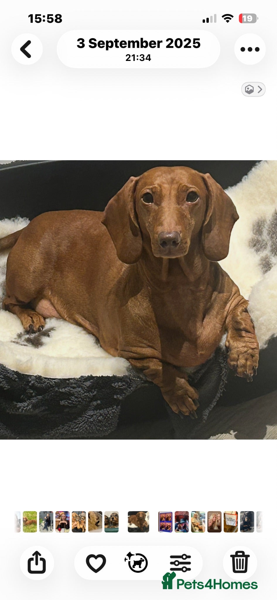 Dachshund dogs Beautiful Litter Standard KC reg Dachshunds  - Advert 6