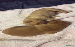 Golden Retriever dogs for sale: 6 beautiful golden retriever pups - Image 7