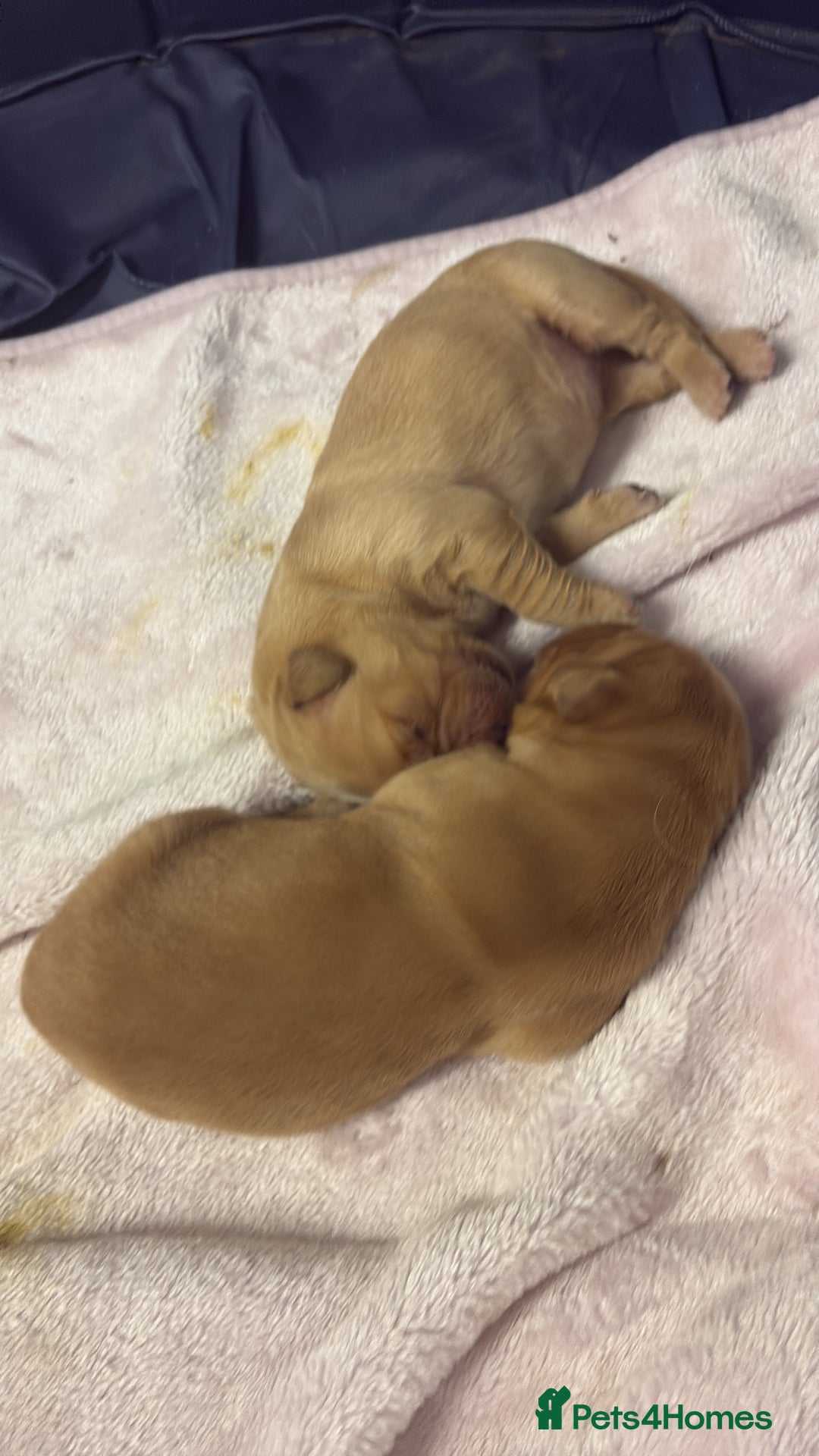 Golden Retriever dogs for sale: 6 beautiful golden retriever pups - Image 7