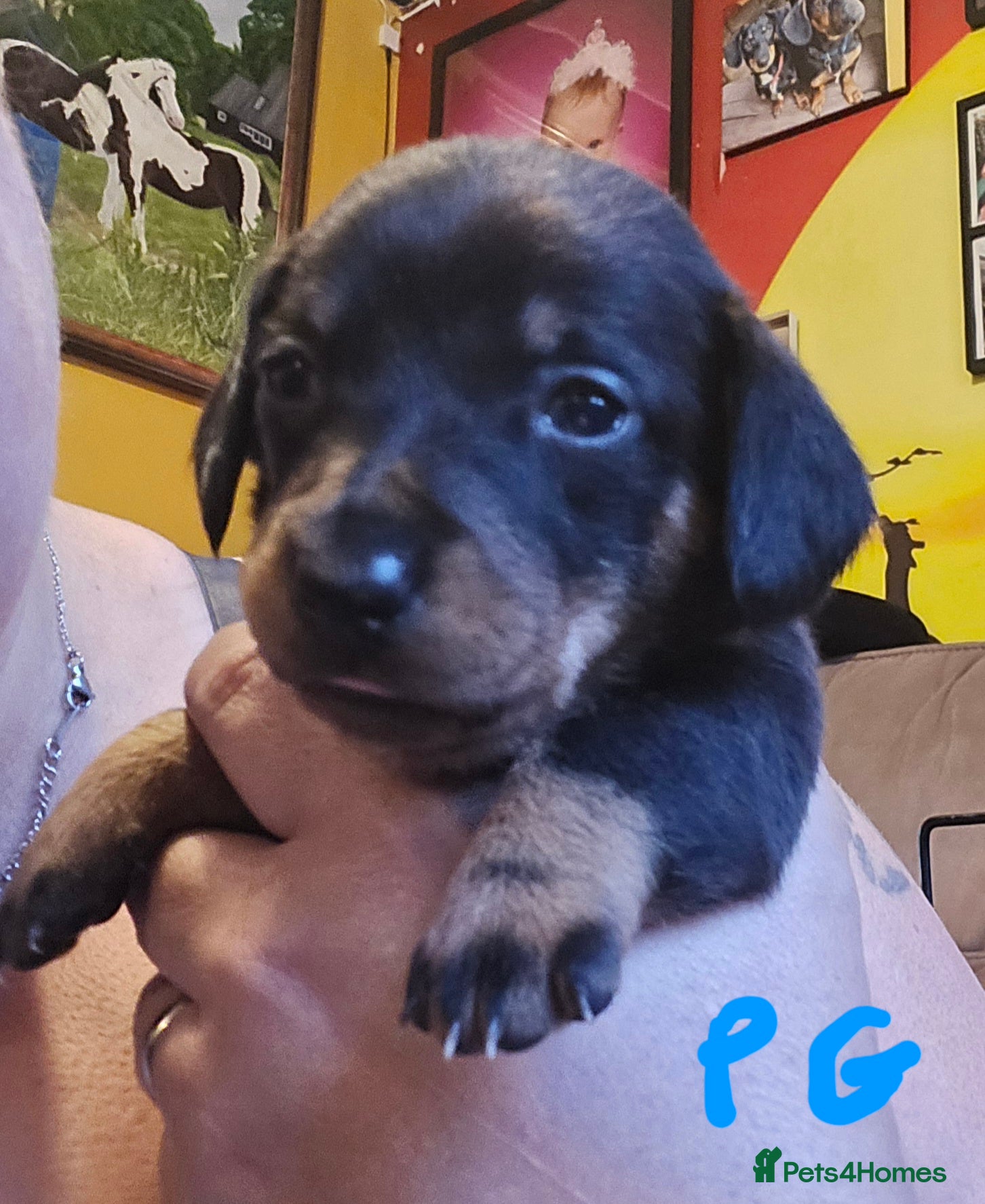 Dachshund dogs Miniature Dachshund crossbreed puppies - Advert 9