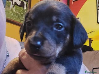 Dachshund dogs Miniature Dachshund crossbreed puppies - Advert 2