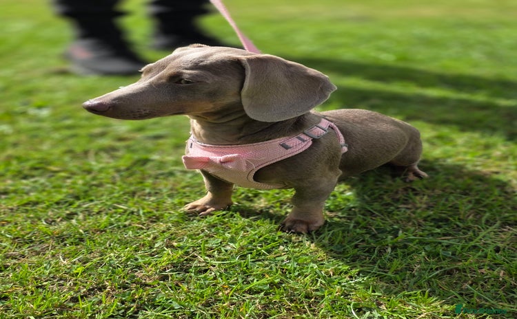 Miniature Dachshund dogs in Warrington - Advert 14