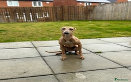 Italian Greyhound dogs for sale: Italian greyhound male  - Image 2