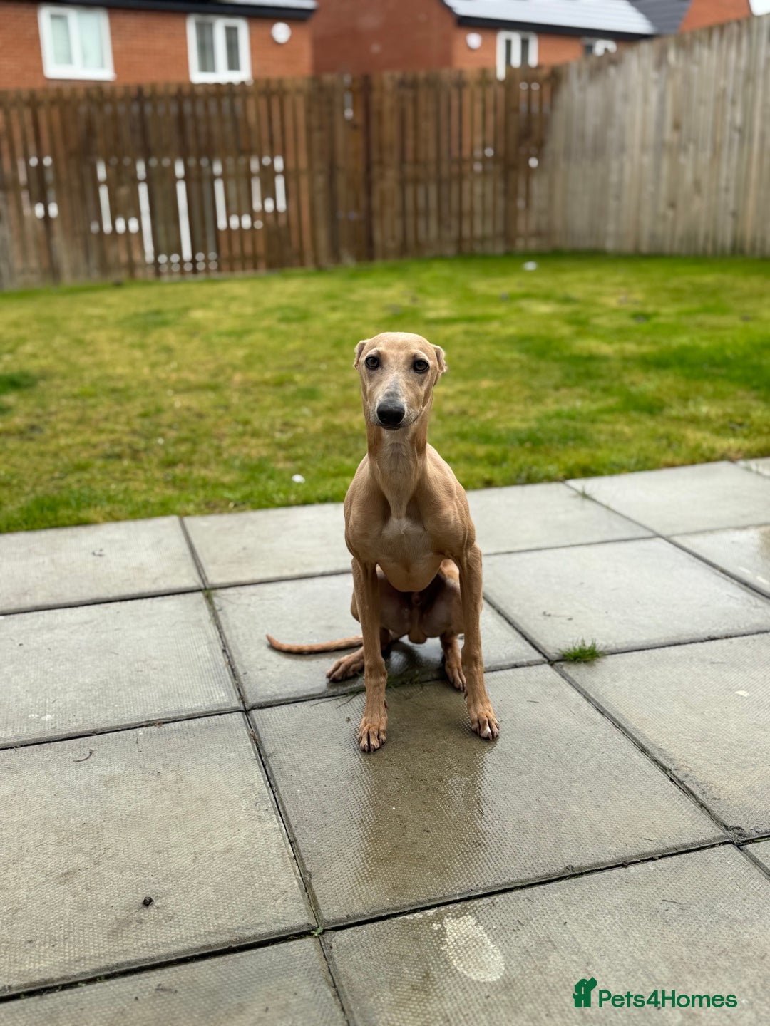 Italian Greyhound dogs for sale: Italian greyhound male  - Image 2