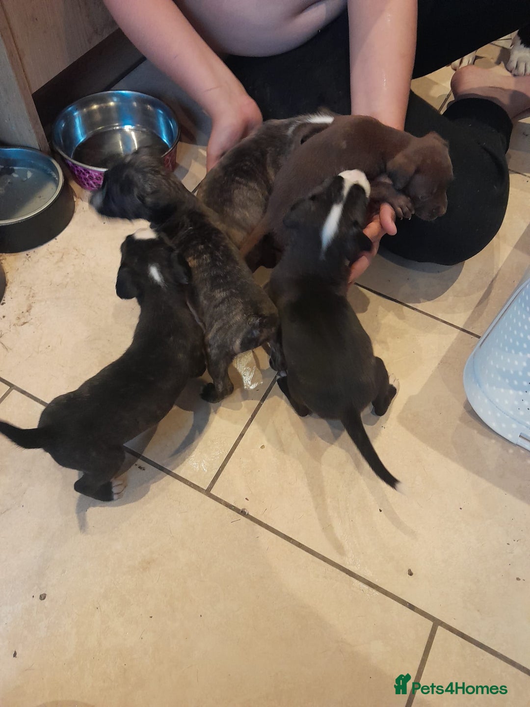 Staffordshire Bull Terrier dogs for sale: Staffordshire bull terrier 2x litters - Image 2
