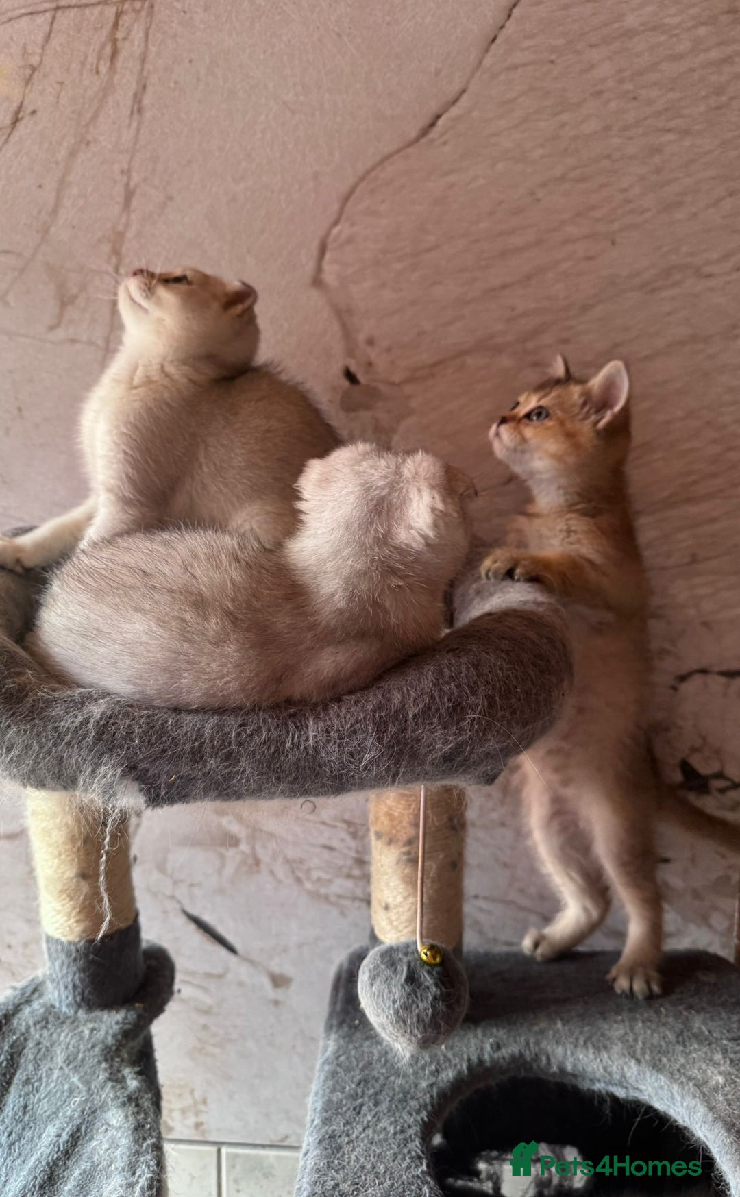 Scottish Fold cats for sale: Scottish fold kittens in hull - Image 22