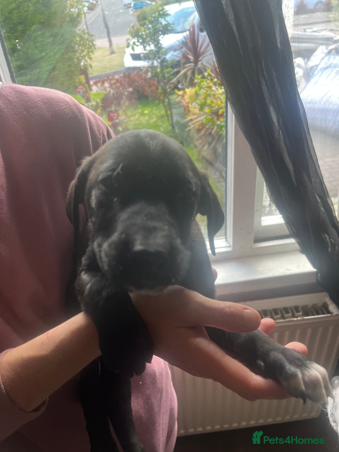 Mixed Breed dogs for sale: Puppies - Image 17