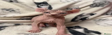 Sphynx Kitten 2