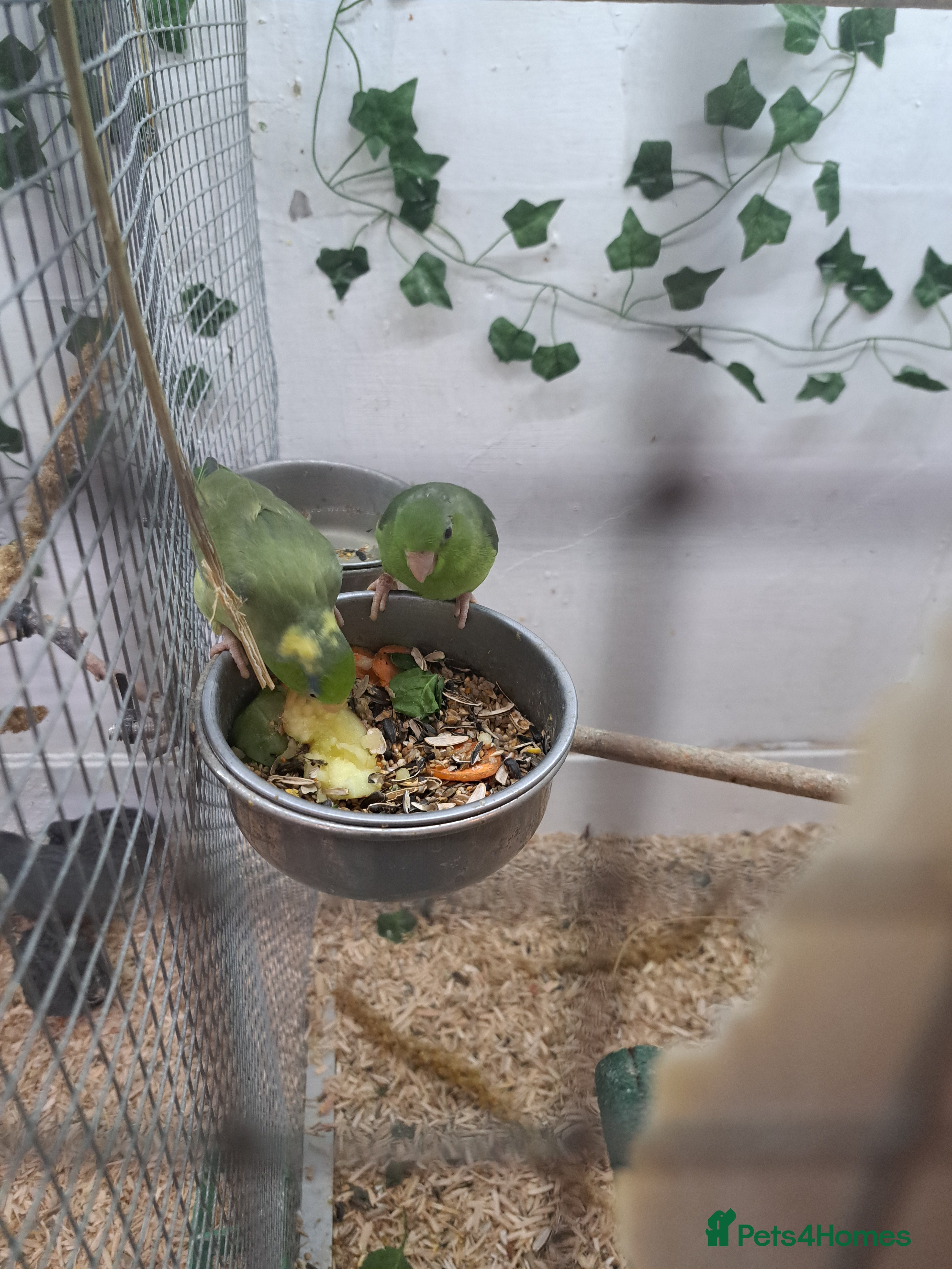 Parakeets birds 2 young parrolets  - Advert 1