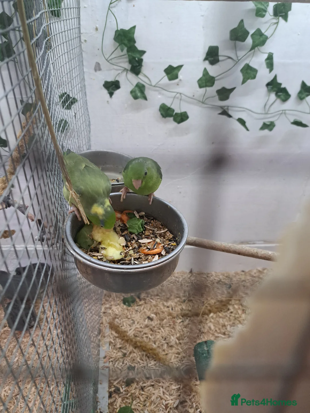 Parakeets birds for sale: 2 young parrolets  - Advert 1