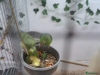 Parakeets birds 2 young parrolets - Advert 1